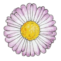 Alpine fleabane (Erigeron borealis) 200 Alpine fleabane (Erigeron borealis) 200